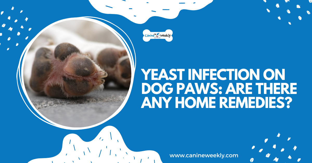 Yeast Infection on Dog Paws Are There Any Home Remedies?