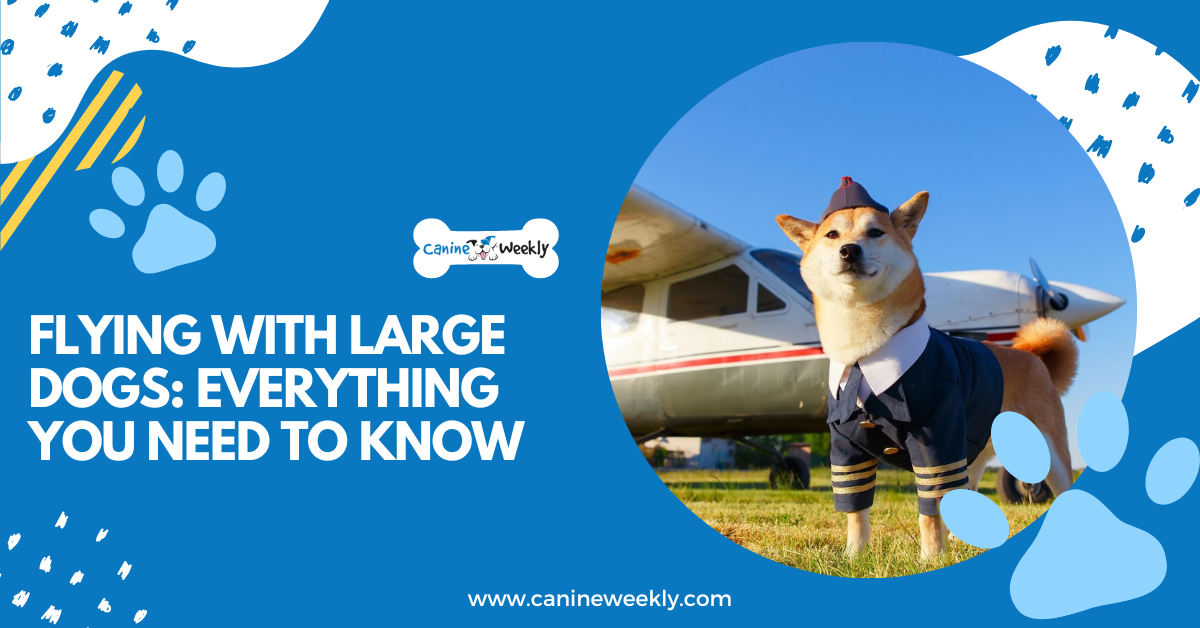 How Do Large Dogs Fly On Planes