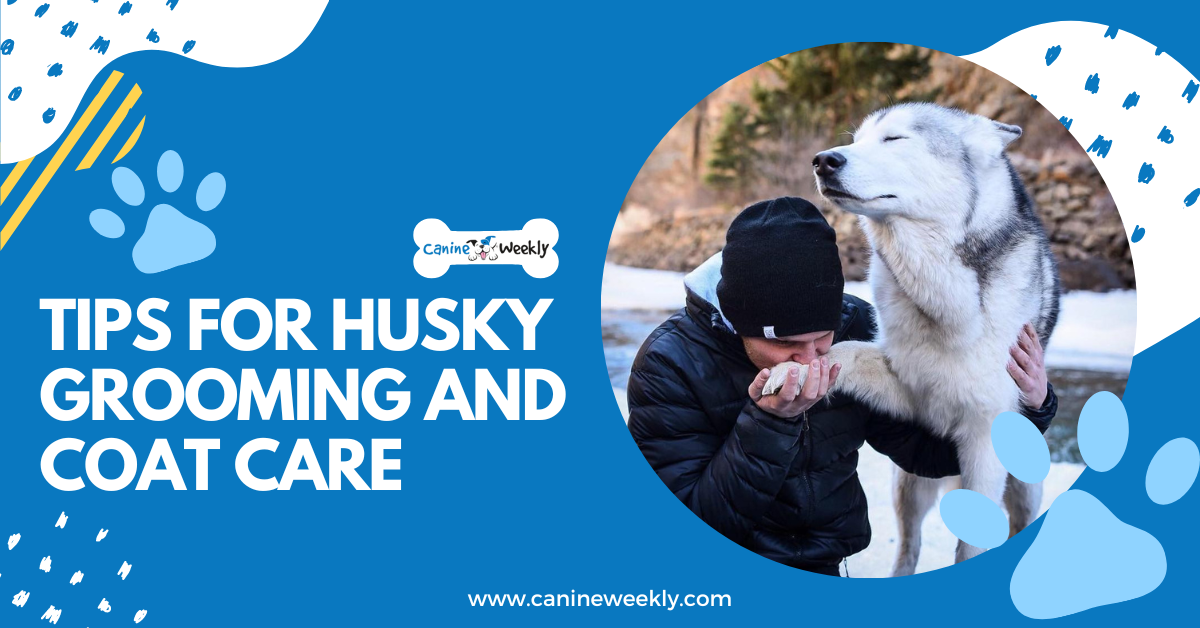 Husky Grooming Guide Everything You Need [9 Husky Shedding Tips]