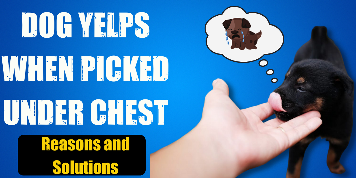 Dog Yelps When Picked Under Chest— Reasons and Solutions