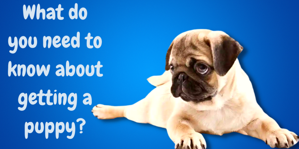 What Do You Need To Know About Getting A Puppy?