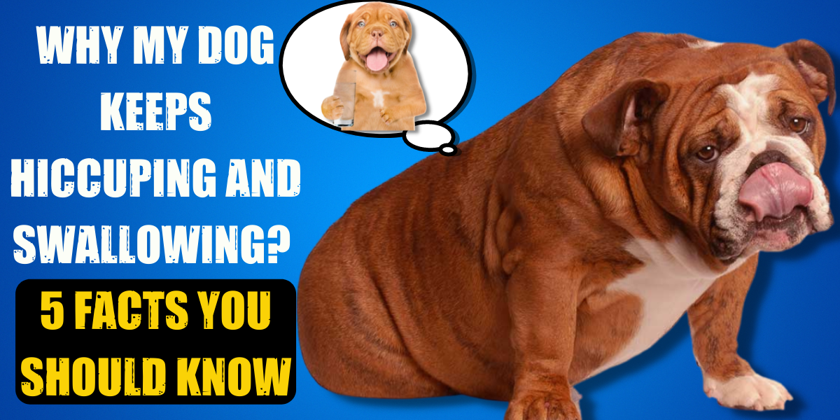 Why does my dog keep burping and swallowing?5 facts you should know ...