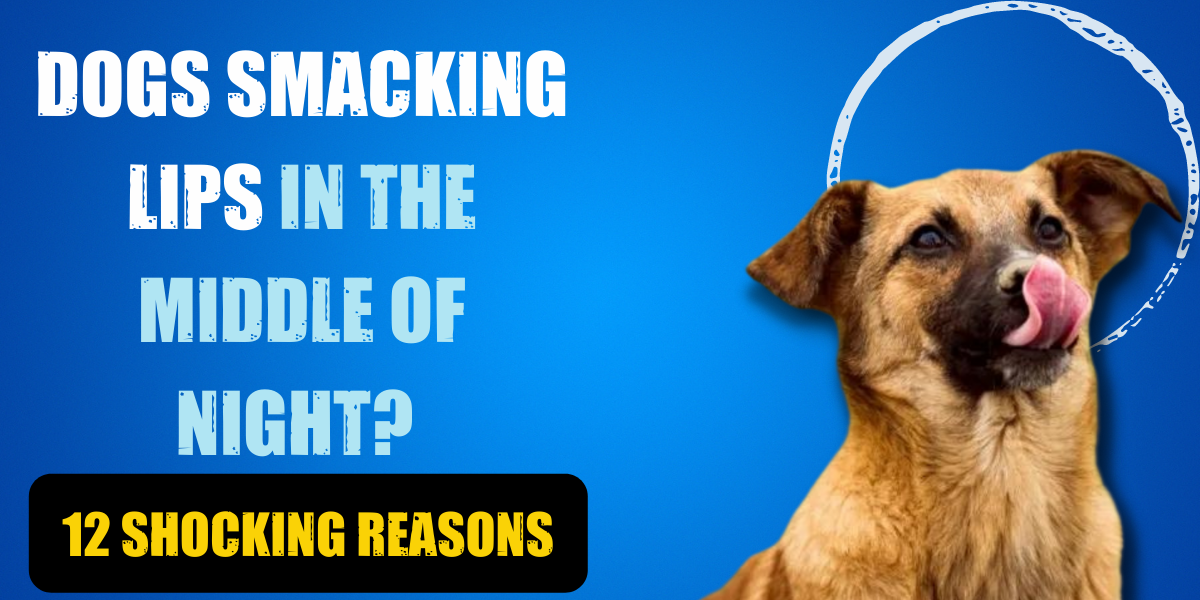 dog-smacking-in-the-middle-of-the-night-12-shocking-reasons-story