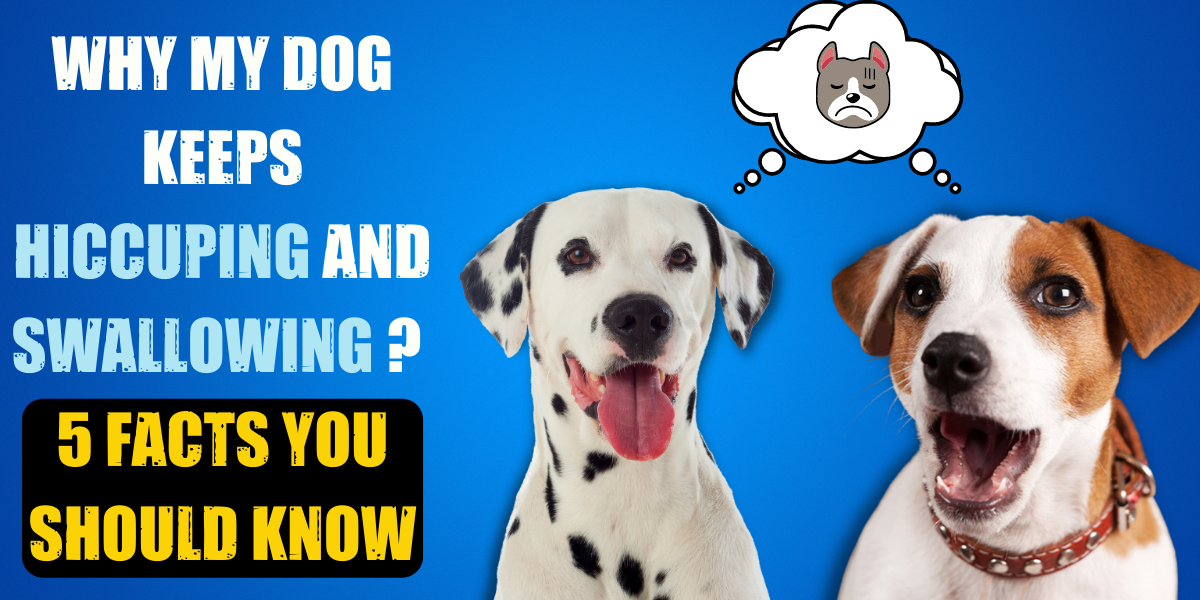 Why My Dog Keeps Hiccuping And Swallowing? 5 Facts You Should Know