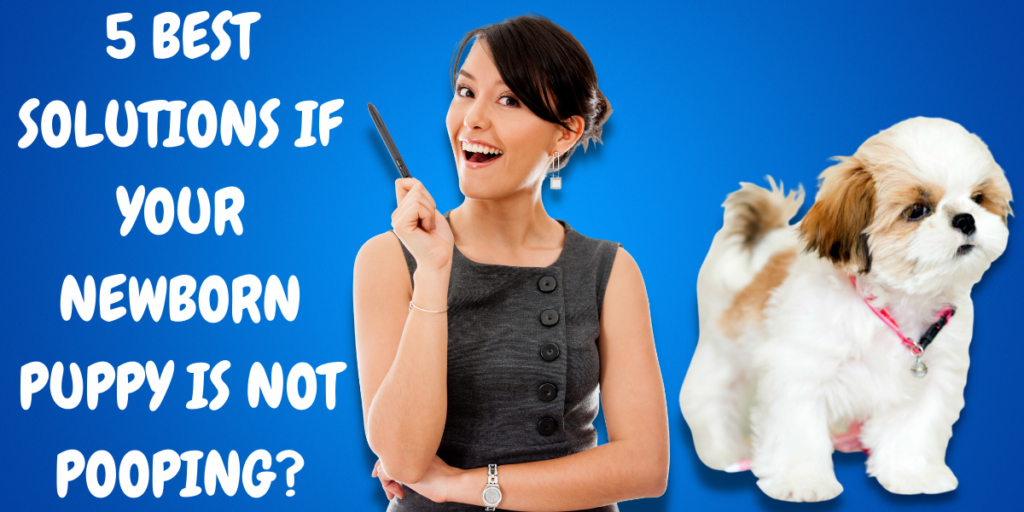 5 Best Solutions if Your Newborn Puppy is not Pooping