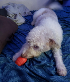 A Dog is Eating KONG - Treats Combo Pack