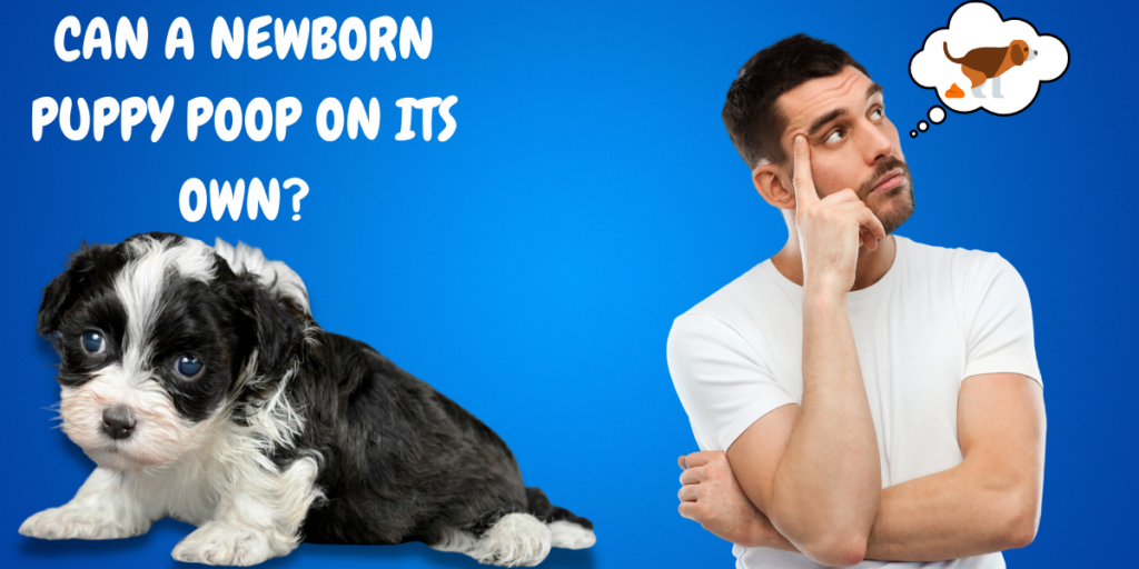 Can a Newborn Puppy Poop on its Own