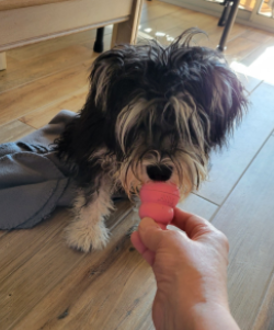 Giving My Dog to Eat KONG - Bacon, and Cheese Treats Combo Pack