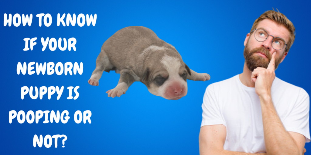 How to Know if Your Newborn Puppy is Pooping or Not