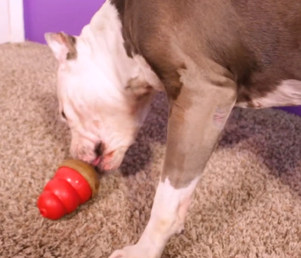 My Dog Loves to Eat KONG - Marathon