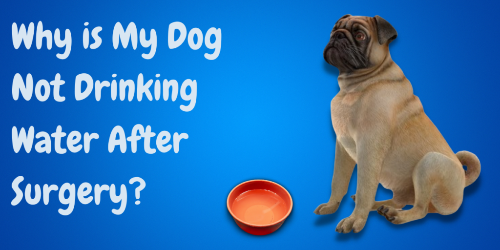 Can my dog drink water after anesthesia?