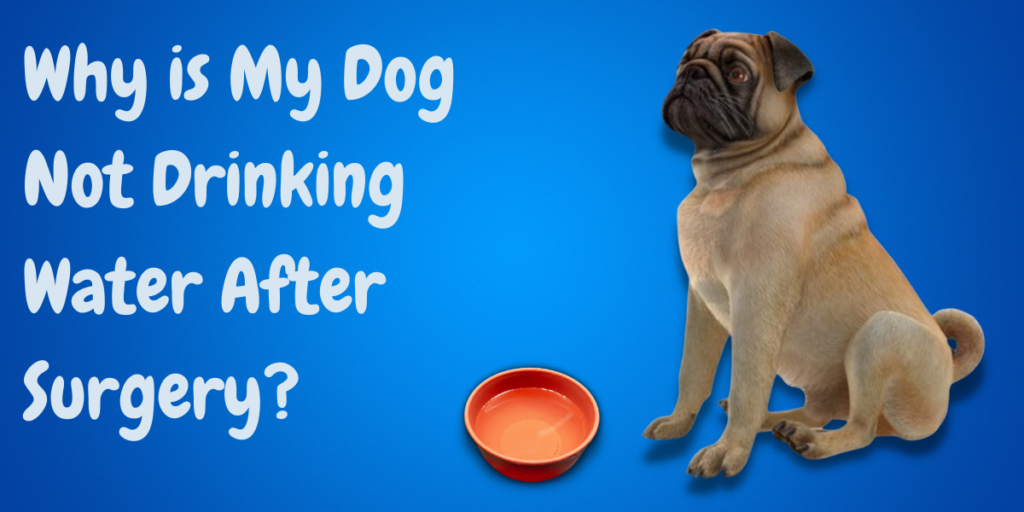 Can My Dog Drink Water After Anesthesia Here s What To Do Next 