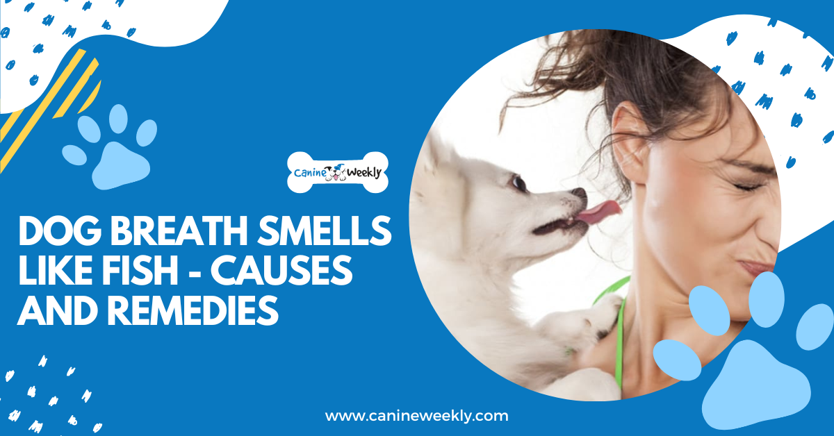 dog-breath-smells-like-fish-causes-and-remedies-canineweekly