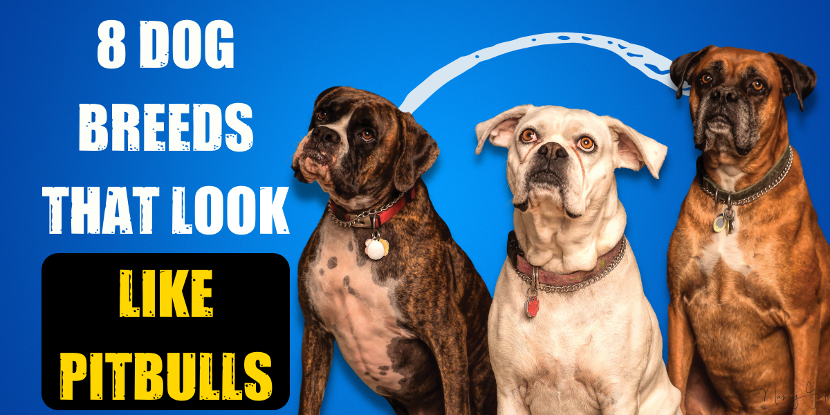 8 Dog Breeds that Look Like Pitbulls - Story Telling Co