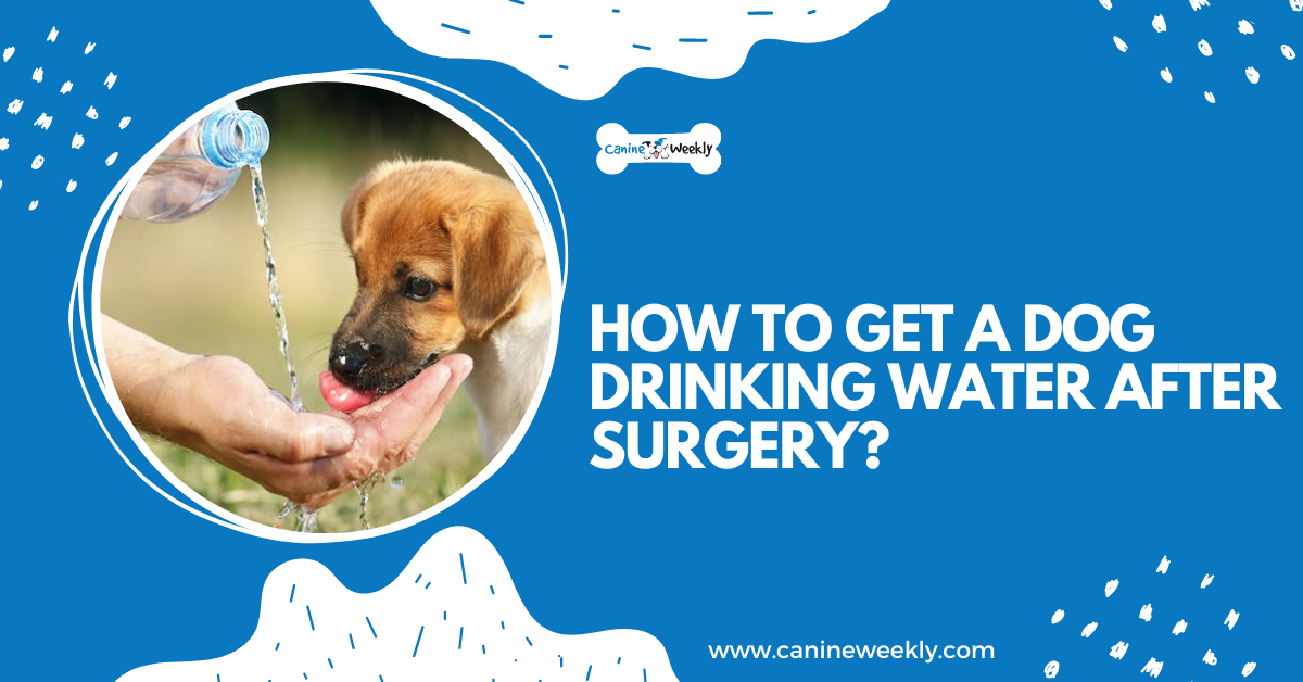 What Happens If My Dog Drinks Pool Water