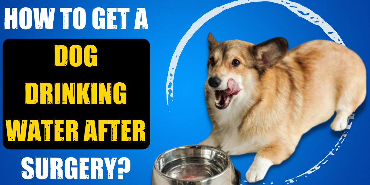 How To Get A Dog Drinking Water After Surgery CanineWeekly