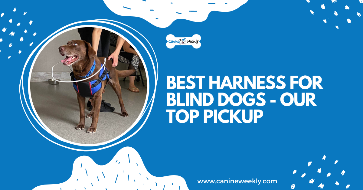 The Best Dog Harness for Your Blind Dog & Usage Tips – Dogster