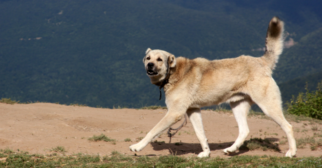 Breed Overview