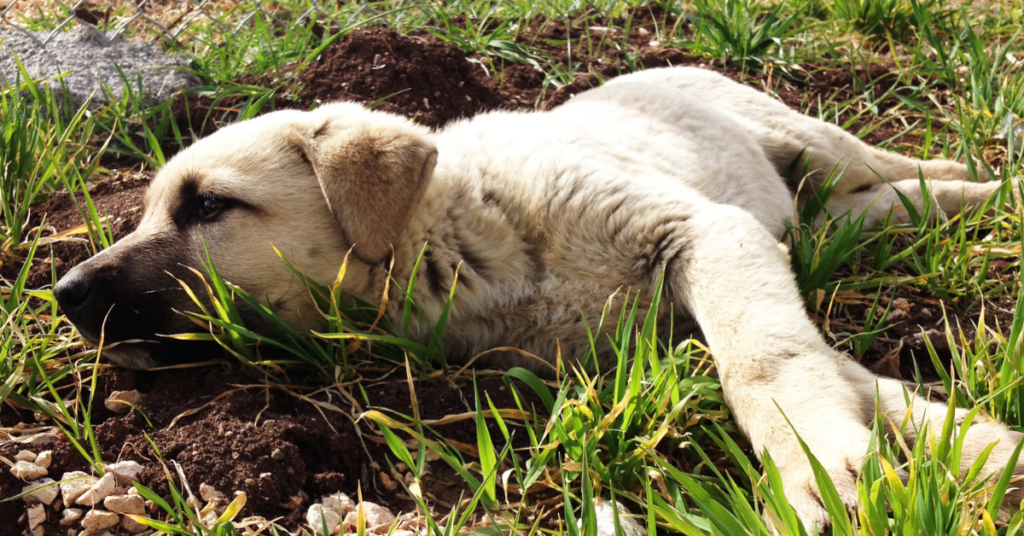 History of the Kangal