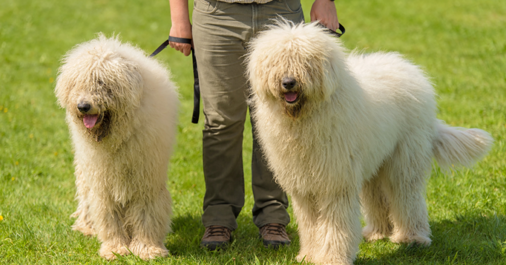 How to Care for a Komondor