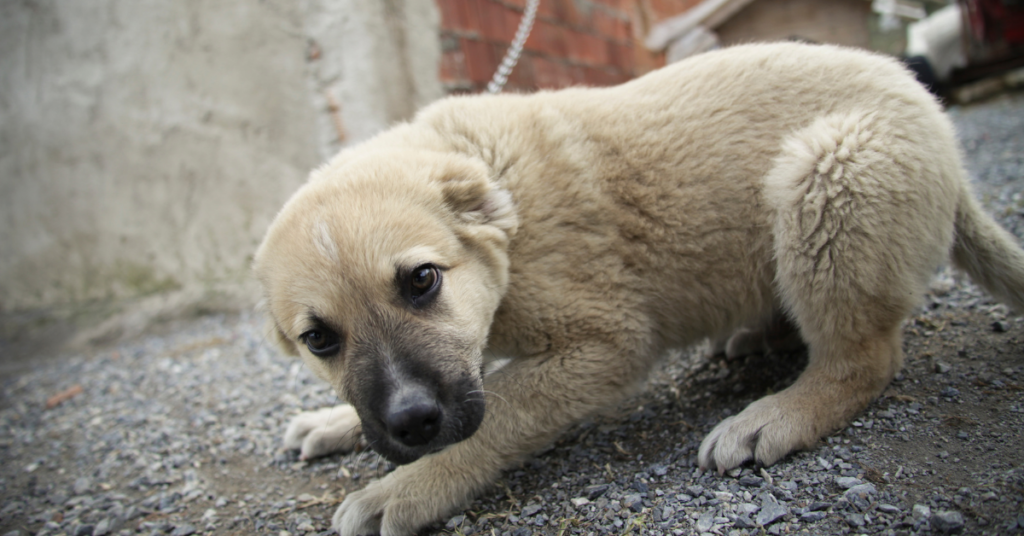 Kangal Health Issues