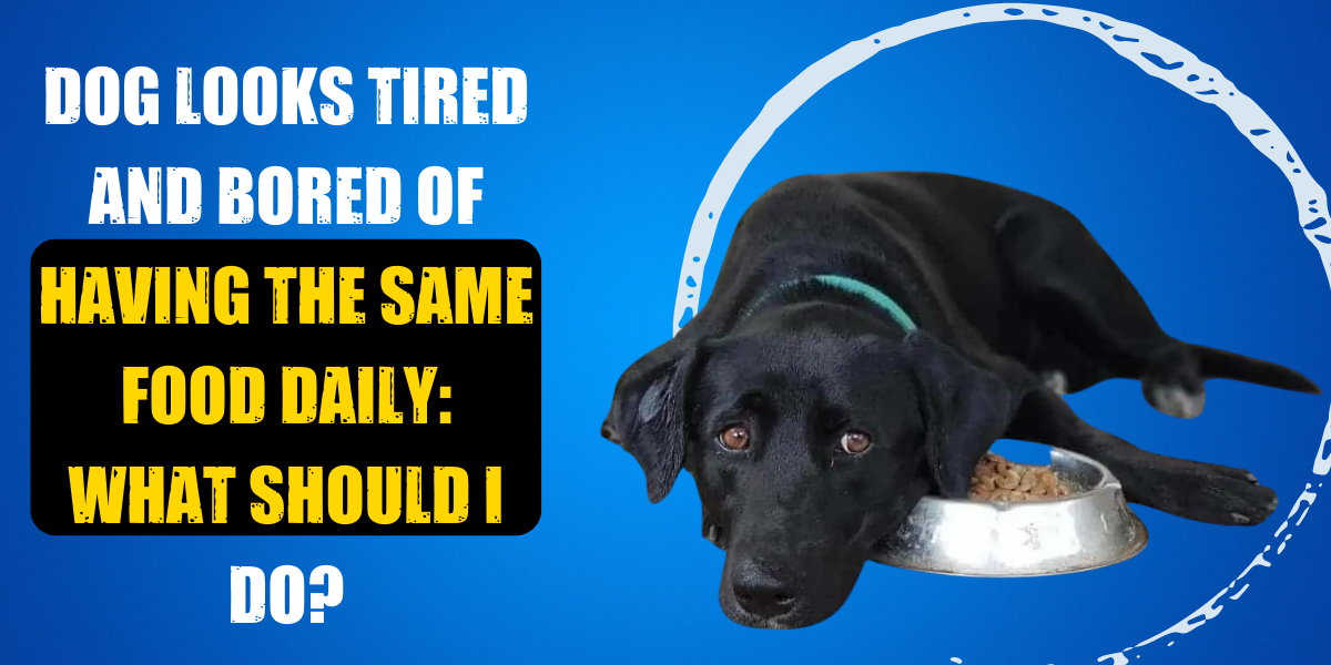 do-dogs-get-tired-of-barking-6-reasons-why-they-do-it