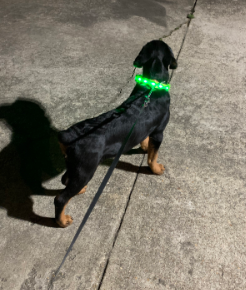 A Dog is Wearing Blazin LED Light Up Dog Collar