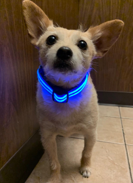 A Dog is Wearing ILLUMISEEN LED Dog Collar USB Rechargeable