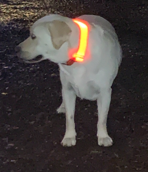 A Dog is Wearing MASBRILL Light Up Dog Collar