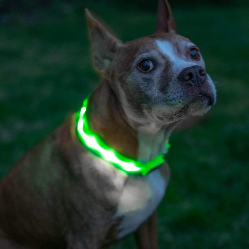 Blazin LED Light Up Dog Collar