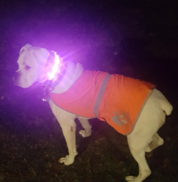 Blazin LED Light Up Dog Collar Customer Review