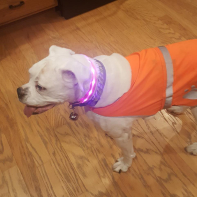 Blazin LED Light Up Dog Collar Review
