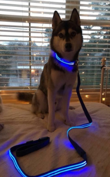 ILLUMISEEN LED Dog Collar USB Rechargeable Customer Review