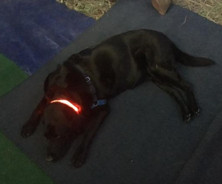 Illumifun LED Dog Collar, Nylon Adjustable Light Up Collar Customer Review