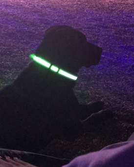 PetIsay Waterproof LED Dog Collar Customer Review