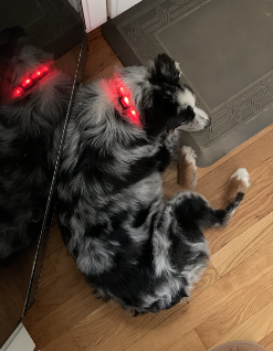 PetIsay Waterproof LED Dog Collar Review