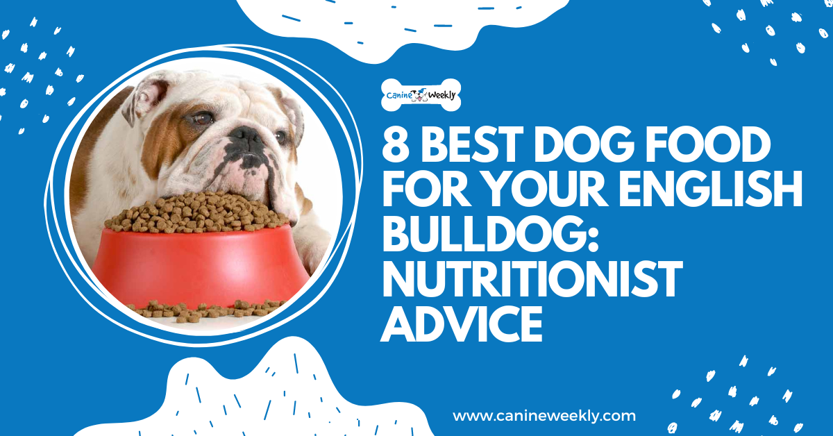 8 Best Dog Food For Your English Bulldog Nutritionist Advice