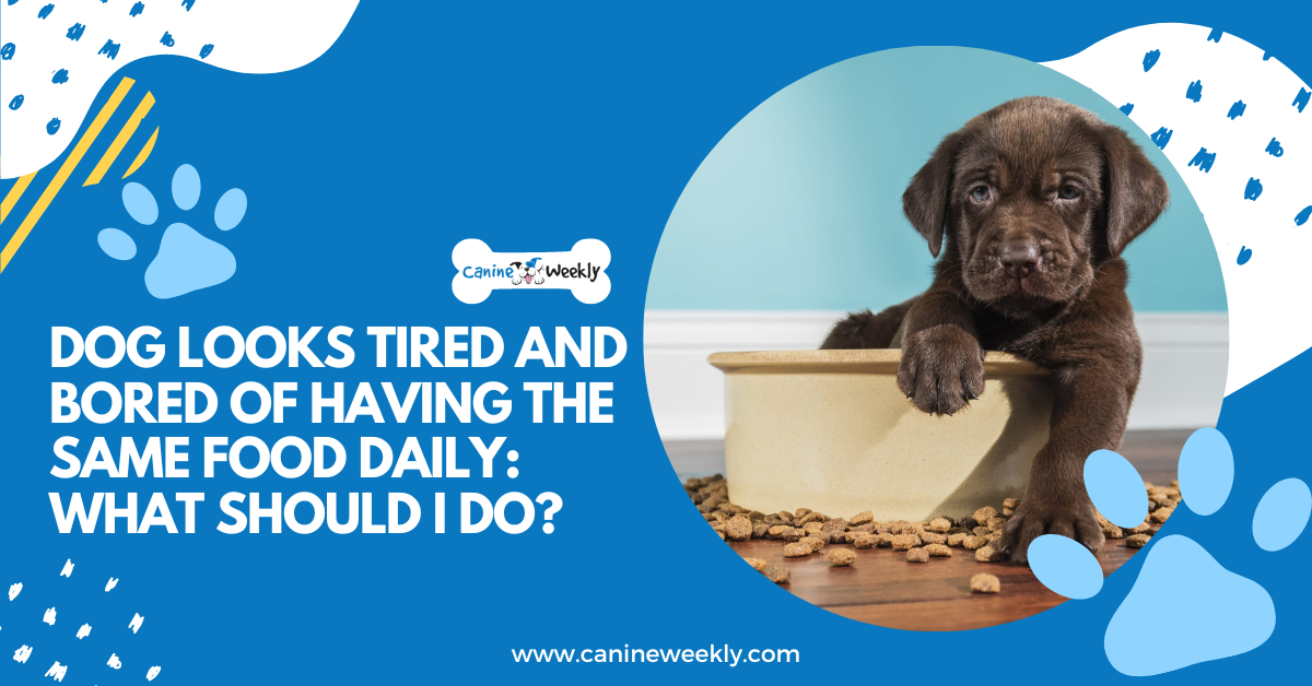 do dogs get bored of eating the same food