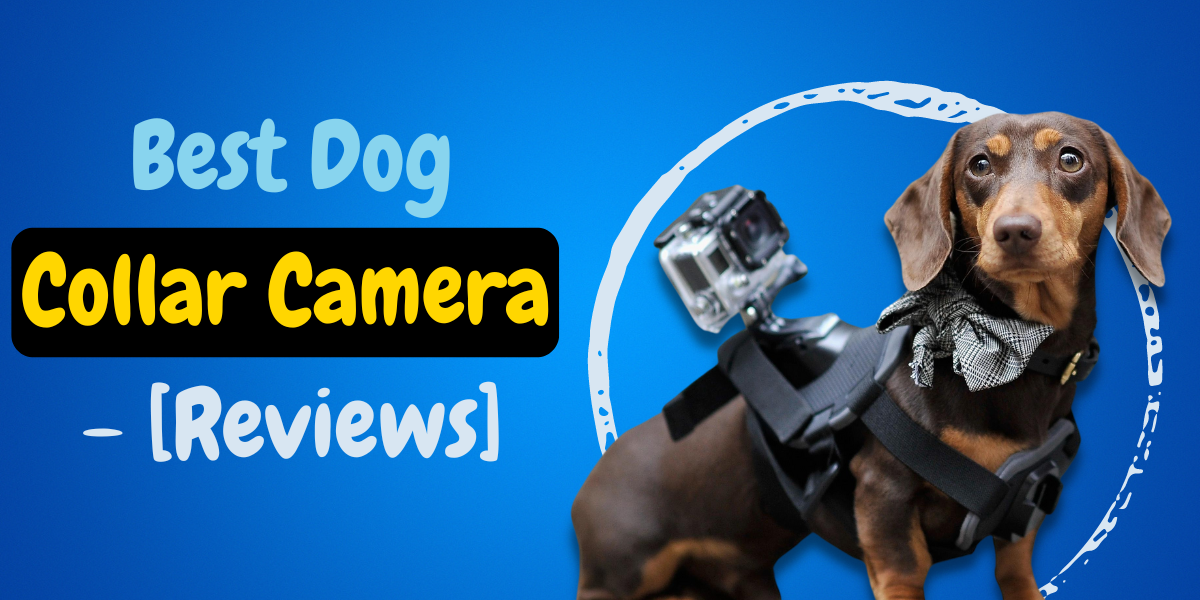 5 Best Dog Collar Camera - [2023 Reviews] 