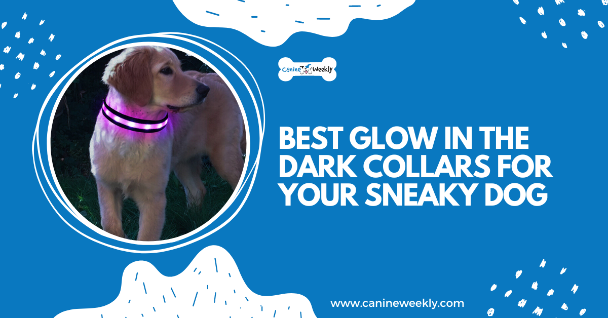 7 Best Glow in the Dark Collars For Your Sneaky Dog - CanineWeekly.com