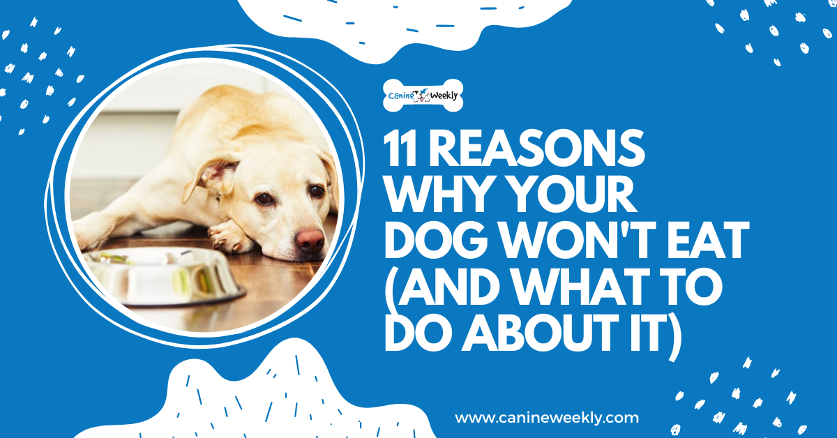 11 Reasons Why Your Dog Won't Eat (and What To Do About It)