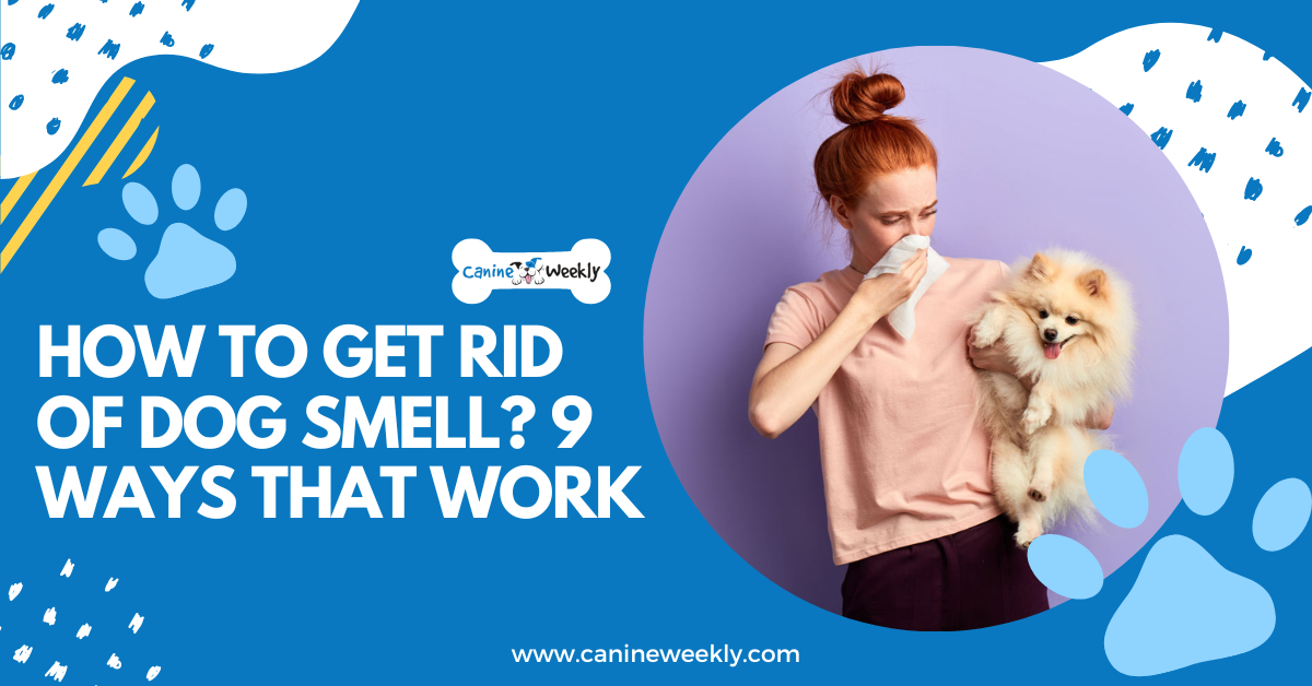 how to get rid of bad smell from dogs mouth
