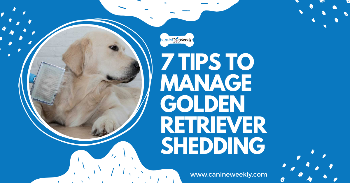 View of 7 Ways to Manage Golden Retriever Shedding | Canine Weekly