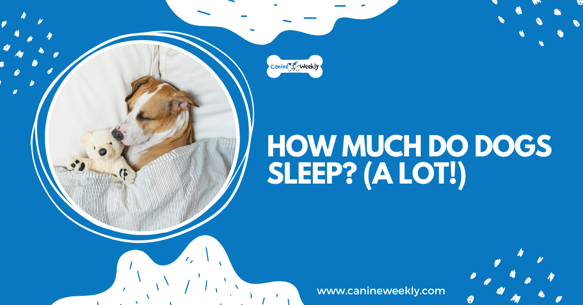 How Long Do Dog Sleep? (A lot!) | Canine Weekly