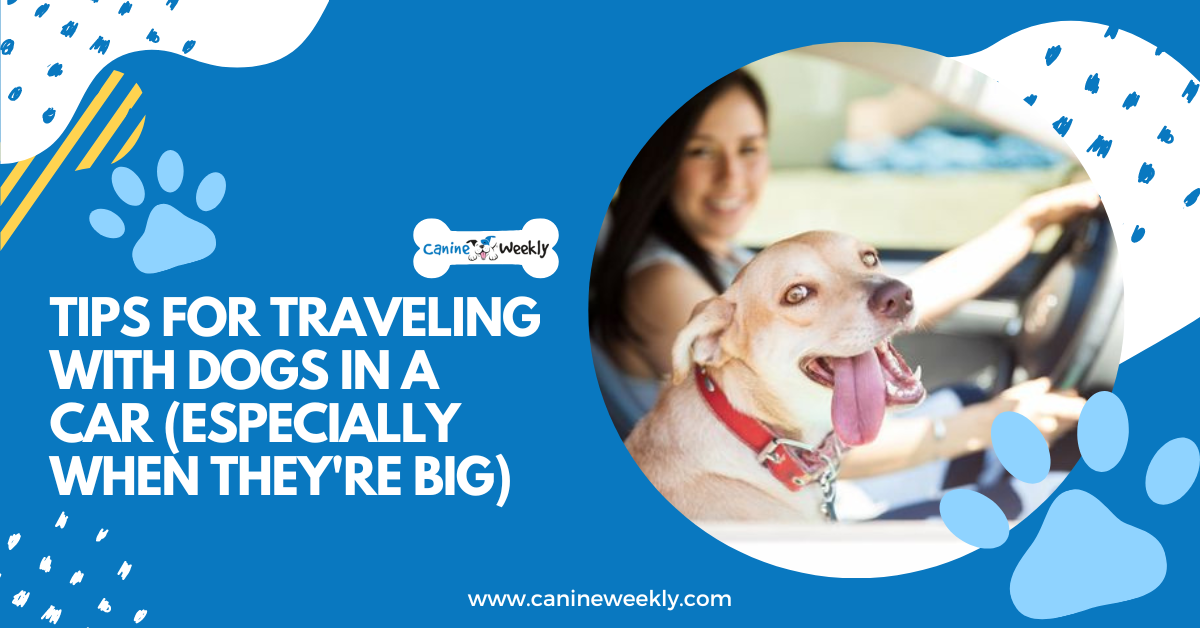 5 Tips for Traveling With Dogs in a Car (Especially When They're Big)