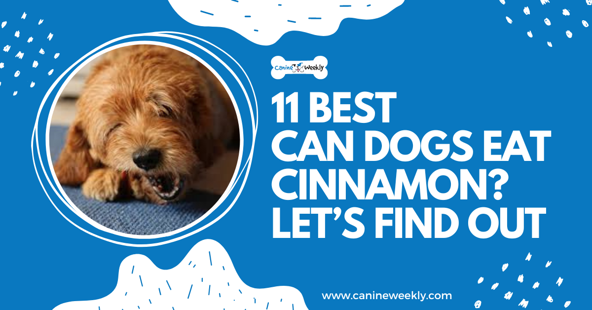 Can Dogs Eat Cinnamon Let s Find Out Can dogs eat cinnamon let s find out
