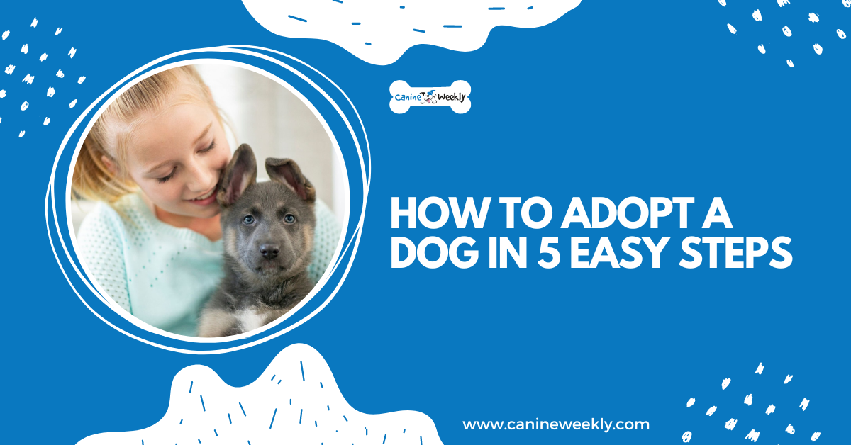 How to Adopt a Dog in 5 Easy Steps Canine Weekly