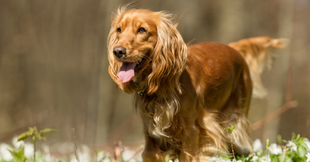 Cocker Spaniel