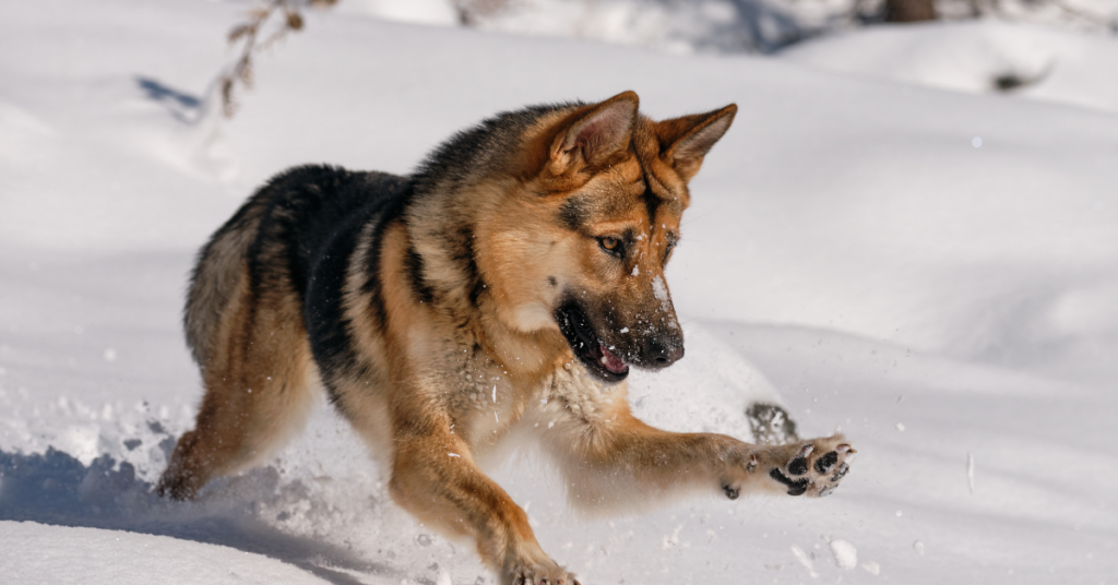 German Shepherd