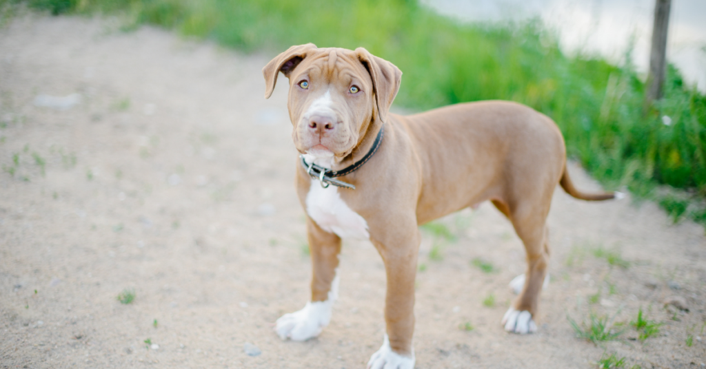 Pitbull